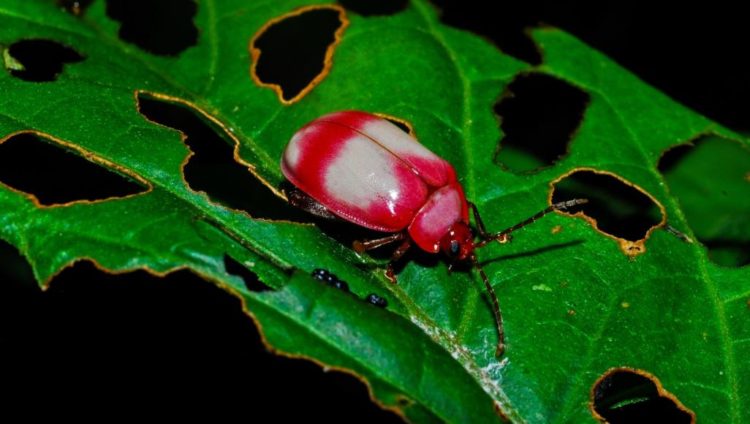 الحشرات التي تتناول النباتات تؤثر على النظم الإيكولوجية أكثر مما كان يعتقد (ويكيميديا كومونز)