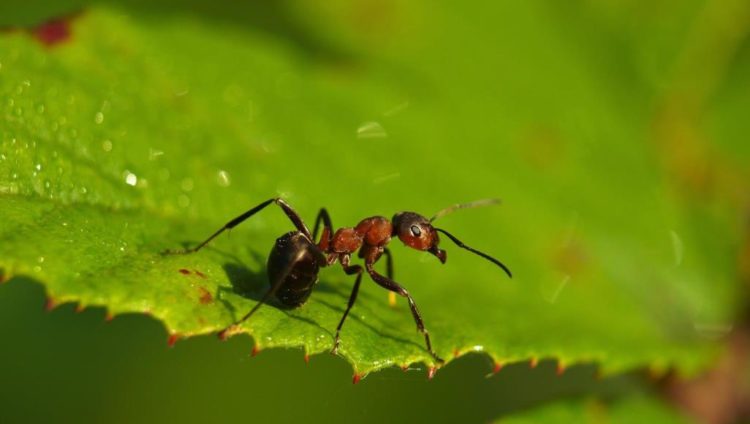 العديد من أنواع النمل المختلفة يمكنها المساهمة في حماية النباتات من الأمراض (بيكسابي)