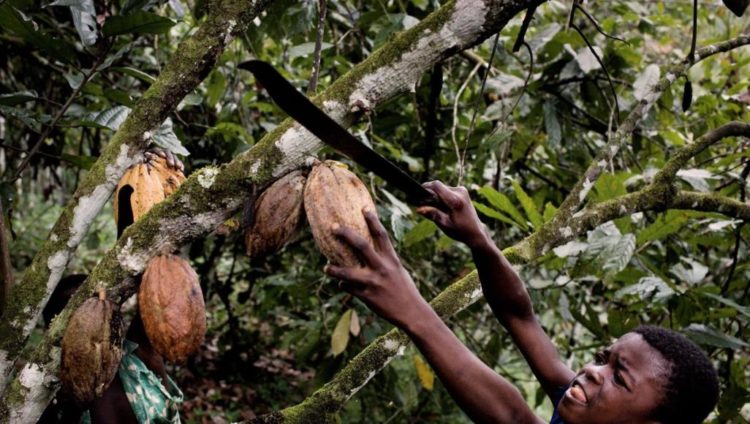 صناعة الشوكولاتة تعتمد على حبوب كاكاو تنمو في غرب أفريقيا وآسيا وأميركا اللاتينية