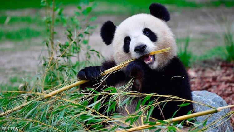 مشروع أمريكي صيني لتكاثر الباندا