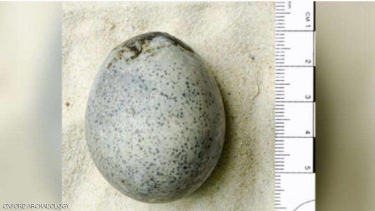 بيضة سليمة من العهد الروماني في بريطانيا