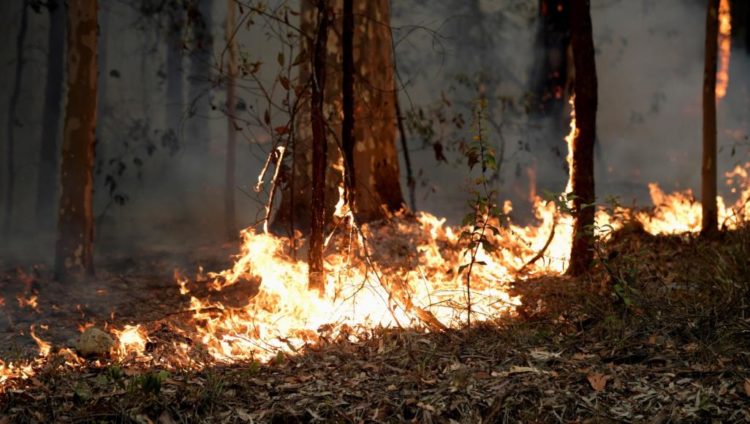 الحرائق المندلعة بأستراليا تسببت في أضرار بيئية وحيوانية كبيرة (رويترز)