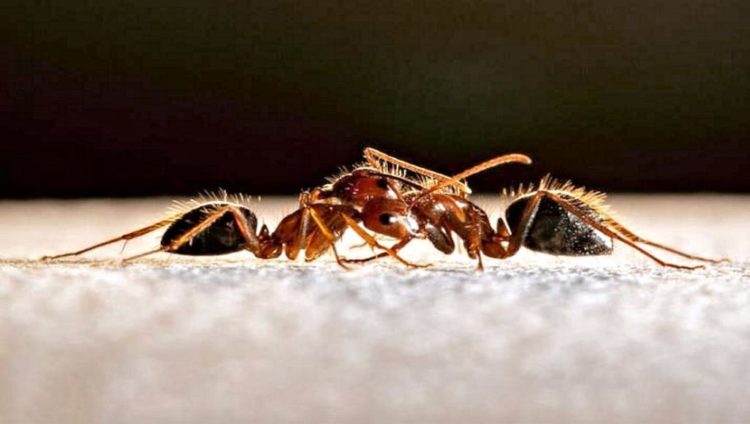 تعتمد مجتمعات النمل على نموذج صديق أو عدو لحماية المستعمرة (يوريك ألرت)