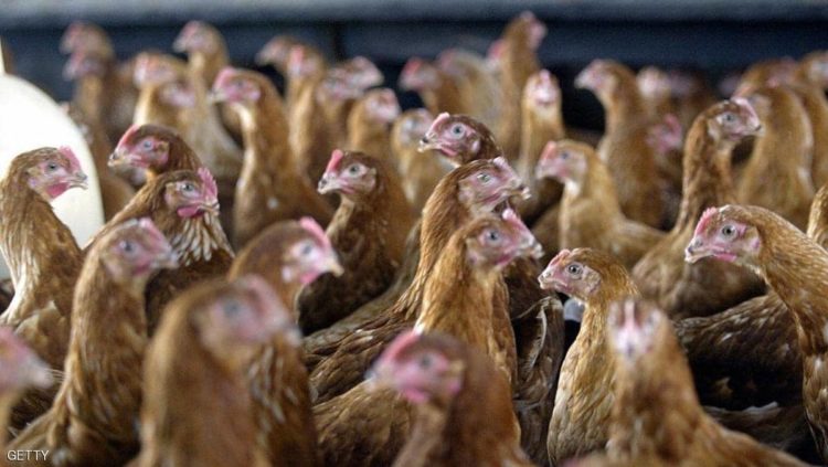 ينطلق الفيروس القاتل من مزارع الدجاج