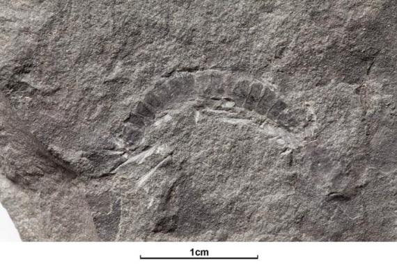 العثور على أقدم كائن عاش على اليابسة قبل 425 مليون عام