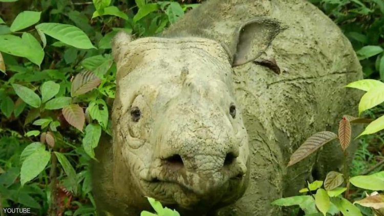 إيمان، وحيد قرن سومطرة، عانت من سرطان الرحم لسنوات