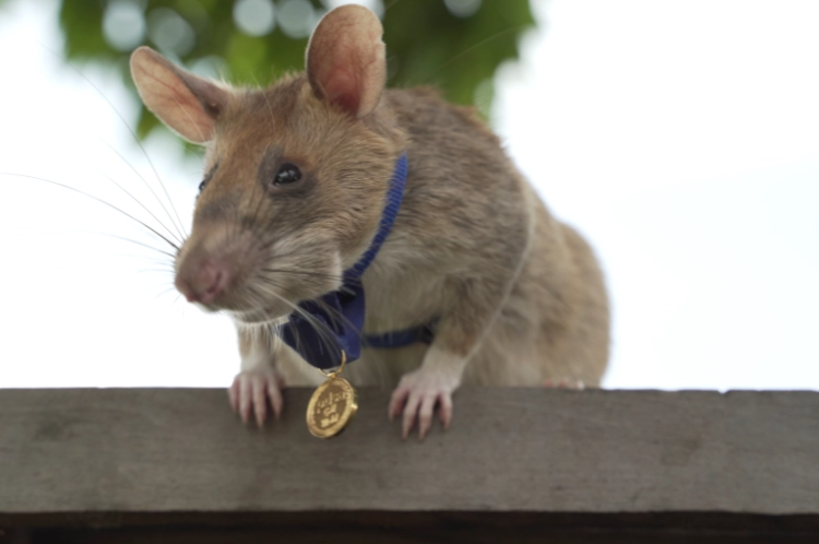 فأر كاشف للألغام يتلقى ميدالية ذهبية
