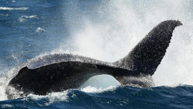 هذه الحيتان تتجه عادة إلى أنتركتيكا في هذه الفترة من السنة.