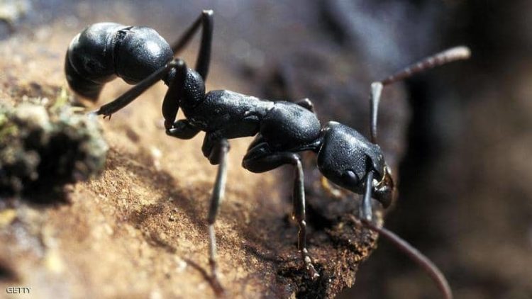 أظهر نوع من النمل قدرة على تفادي المخاطر
