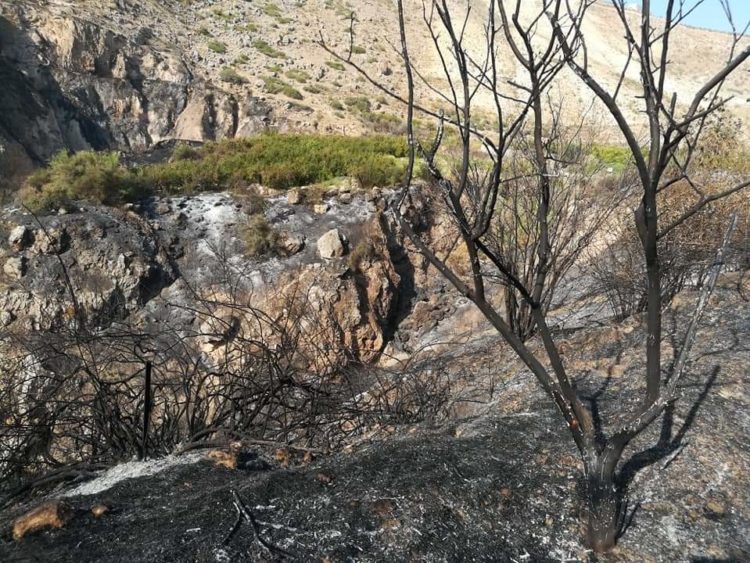 مزارعو الكورة يطالبون بفتح طرق زراعية للحد من خسائر الحرائق