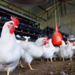 حماية المستهلك: شكاوى حول تجاوز السقوف السعرية للدجاج