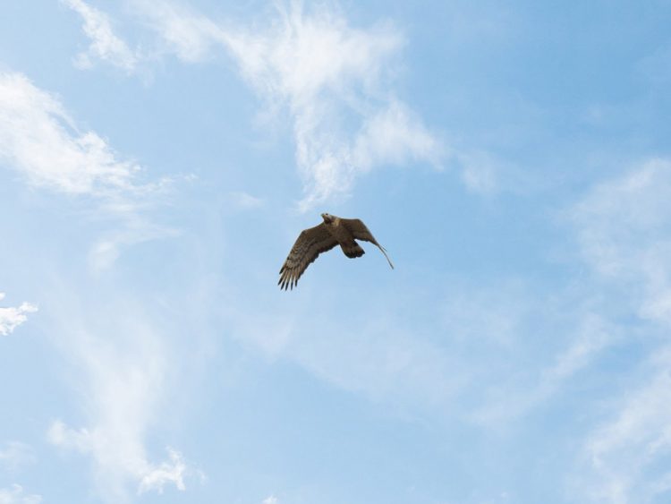 تسجيل طائر نادر جديد في محمية الأزرق المائية