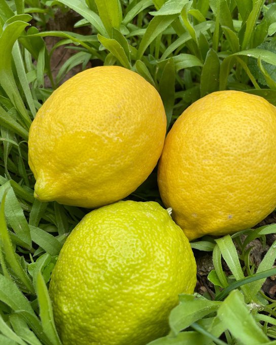 قشر الليمون.. اكتشاف طبي جديد لإذابة الدهون! FL5psABWQAcGCZW