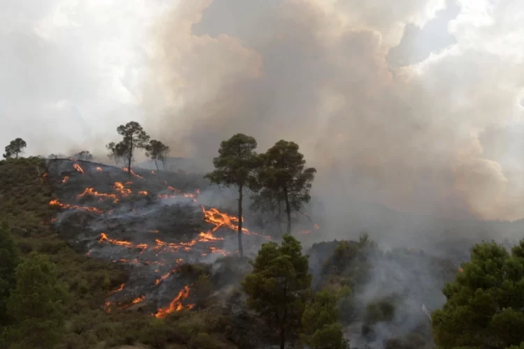 26 وفاة جراء حرائق الغابات في الجزائر