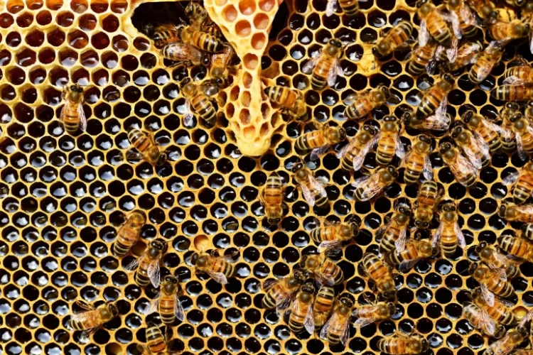 أعمار نحل العسل تناقصت بنسبة 50% عما كانت عليه منذ 50 عاما