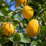 “حماية المستهلك” تدعو للبحث عن بدائل الليمون والشراء بكميات معتدلة