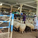 تجار ماشية في قطر يستعدون لاستيراد “الأضاحي” من الأردن