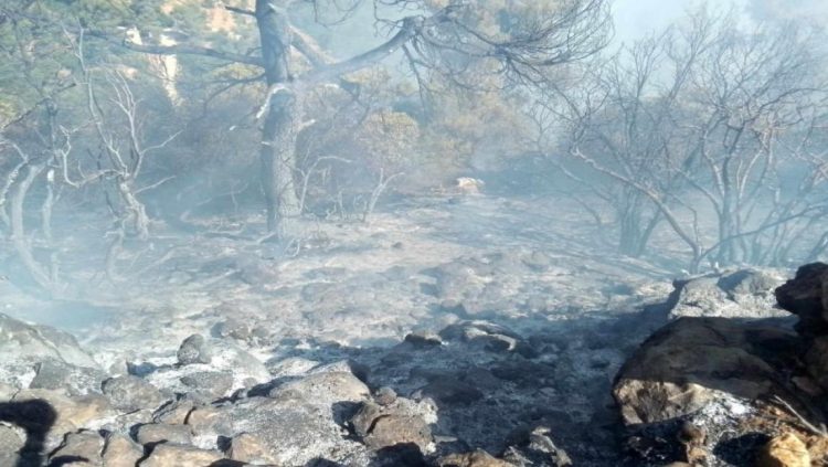 القضاة: السيطرة الأولية على حريق وادي الشام بين عجلون وجرش