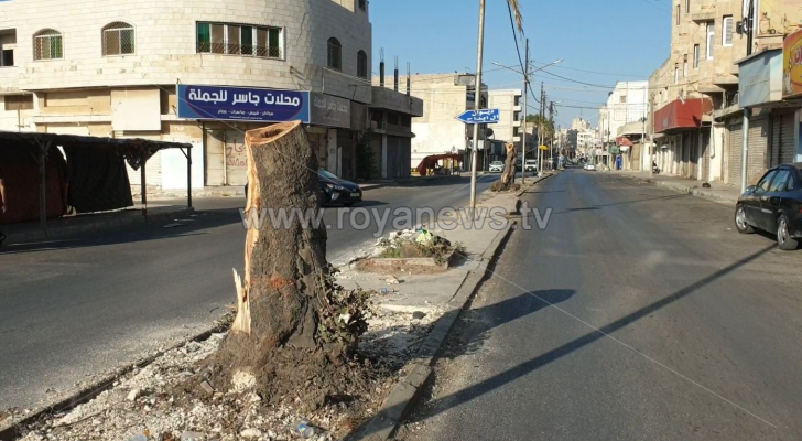 استياء بسبب قطع عشرات الأشجار على شارع الملك فيصل بإربد